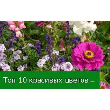 Топ 10 необычно красивых цветов, которые должны быть на клумбе Топ 10 необычно красивых цветов, которые должны быть на клумбе