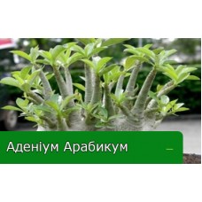 Адениум Арабикум — уход в домашних условиях Адениум Арабикум — уход в домашних условиях