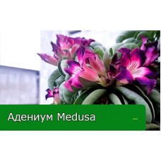 В продаже адениум Medusa В продаже адениум Medusa