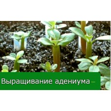 Выращивание адениума тучного в домашних условиях Выращивание адениума тучного в домашних условиях