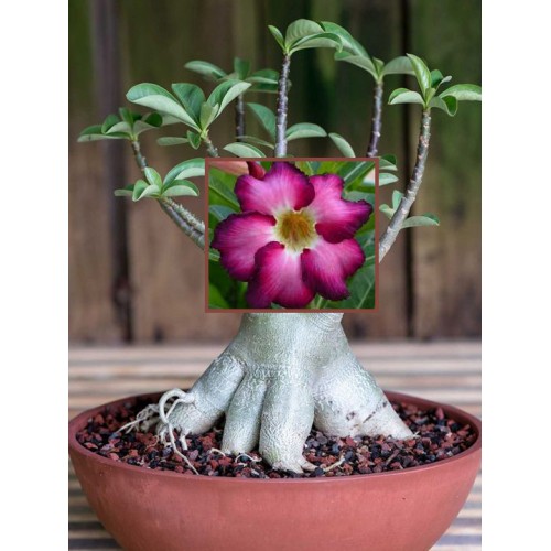 СЕМЕНА АДЕНИУМ ТУЧНЫЙ DOUBLESIAM VIOLET 2 ШТ.
