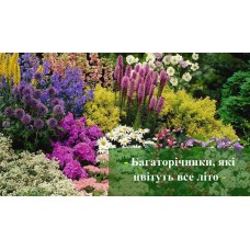Багаторічники, які цвітуть все літо
