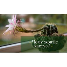 Причини жовтіння кактуса