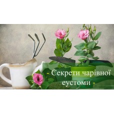 Еустома секрети вирощування еустоми в домашніх умовах Еустома секрети вирощування еустоми в домашніх умовах