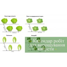 Вирощування капусти по календарю