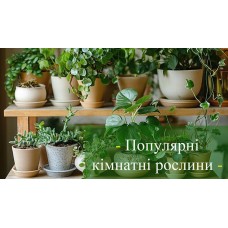Кімнатні рослини
