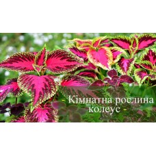 Колеус домашня рослина Колеус домашня рослина