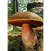 Купить МИЦЕЛИЙ ЗЕРНОВОЙ БЕЛЫЙ ГРИБ "ДУБОВИК", 10 Г