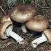 Купить МИЦЕЛИЙ ЗЕРНОВОЙ ШАМПИНЬОН КОРОЛЕВСКИЙ КОРИЧНЕВЫЙ, 10 Г