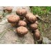Купить МИЦЕЛИЙ ЗЕРНОВОЙ ШИИТАКЕ ИМПЕРАТОРСКИЙ, 10 Г