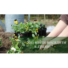 Квіти чорнобривці, космея та настурції висівають в травні 