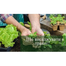 Що садити в травні на городі та в саду Що садити в травні на городі та в саду