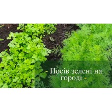 Посів кріп та петрушки Посів кріп та петрушки
