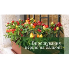 Вирощення та догляд декоративного перцю в домашніх умовах
