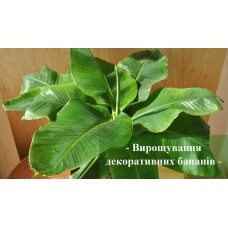 Декоративні банани в домашніх умовах