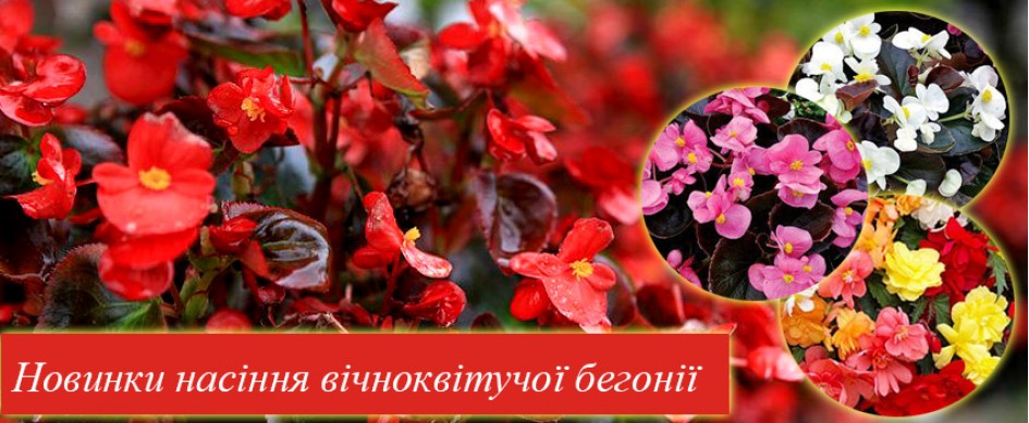 Бегонія 