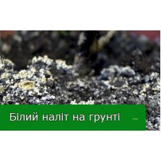 Чому з'являється білий наліт на ґрунті кімнатних рослин Чому з'являється білий наліт на ґрунті кімнатних рослин
