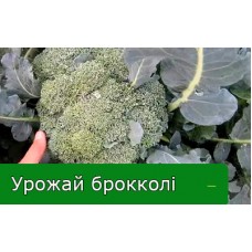 Отримання гарного урожаю капусти брокколі Отримання гарного урожаю капусти брокколі