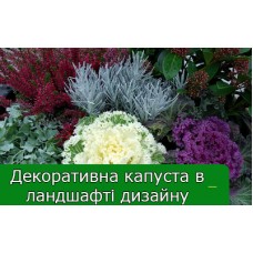 Декоративна капуста в ландшафті