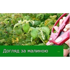 7 порад догляду за малиною 7 порад догляду за малиною