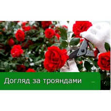Доглядаємо за трояндами після цвітіння Доглядаємо за трояндами після цвітіння