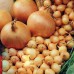 СЕМЕНА ЛУК РЕПЧАТЫЙ СТРИГУНОВСКИЙ 200 ШТ. ГЕЛИОС