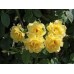 САЖЕНЕЦ РОЗА "ГОЛДЕН ГЕЙТ", 1 ШТ САЖЕНЕЦ РОЗА "ГОЛДЕН ГЕЙТ", 1 ШТ