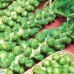 Купить СЕМЕНА КАПУСТА БРЮССЕЛЬСКАЯ "ЛОНГ-АЙЛЕНД", 1 Г