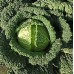 Купить СЕМЕНА КАПУСТА САВОЙСКАЯ "ВЕРТУС", 1 Г