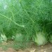 Купить СЕМЕНА ФЕНХЕЛЬ "ЗЕФИР", 1 Г