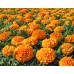 Купить СЕМЕНА БАРХАТЦЫ ОТКЛОНЕННЫЕ "ГАВАЙИ", 0,5 Г