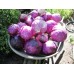 СЕМЕНА КАПУСТА КРАСНОКАЧАНАЯ "РОДКОП", 150 ШТ. ГЕЛИОС