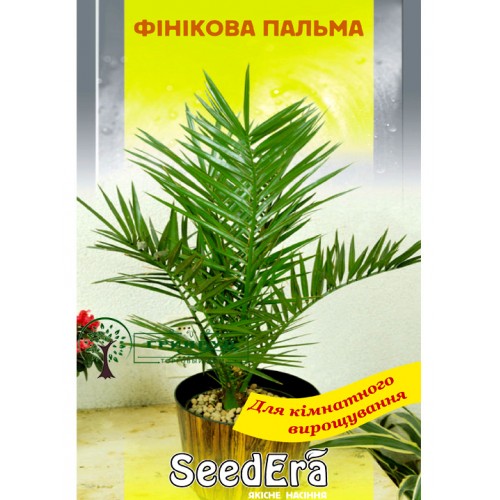 СЕМЕНА ФИНИКОВАЯ ПАЛЬМА, 2 ШТ. SEEDERA