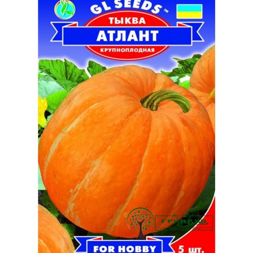 СЕМЕНА ТЫКВА АТЛАНТ, 5 ШТ GL SEEDS