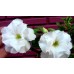 Купить СЕМЕНА АДЕНИУМ ТУЧНЫЙ WHITE ROSE 2 ШТ.