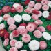 СЕМЕНА МАРГАРИТКА "ПОМПОН", СМЕСЬ, 0,05 Г СЕМЕНА МАРГАРИТКА "ПОМПОН", СМЕСЬ, 0,05 Г