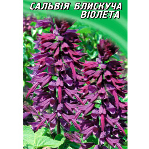 СЕМЕНА САЛЬВИЯ БЛЕСТЯЩАЯ "ВИОЛЕТТА", 0,1 Г ГЕЛИОС