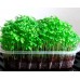 СЕМЕНА КРЕСС-САЛАТ "ПИКАНТНЫЙ", 1 Г /GL SEEDS/ СЕМЕНА КРЕСС-САЛАТ "ПИКАНТНЫЙ", 1 Г /GL SEEDS/