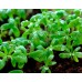 СЕМЕНА КРЕСС-САЛАТ "ПИКАНТНЫЙ", 1 Г /GL SEEDS/ СЕМЕНА КРЕСС-САЛАТ "ПИКАНТНЫЙ", 1 Г /GL SEEDS/