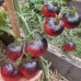 СЕМЕНА ТОМАТ "АМЕТИСТОВАЯ ДРАГОЦЕННОСТЬ", 0,1 Г GL SEEDS СЕМЕНА ТОМАТ "АМЕТИСТОВАЯ ДРАГОЦЕННОСТЬ", 0,1 Г GL SEEDS