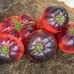 СЕМЕНА ТОМАТ "АМЕТИСТОВАЯ ДРАГОЦЕННОСТЬ", 0,1 Г GL SEEDS СЕМЕНА ТОМАТ "АМЕТИСТОВАЯ ДРАГОЦЕННОСТЬ", 0,1 Г GL SEEDS