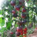 СЕМЕНА ТОМАТ "АМЕТИСТОВАЯ ДРАГОЦЕННОСТЬ", 0,1 Г GL SEEDS СЕМЕНА ТОМАТ "АМЕТИСТОВАЯ ДРАГОЦЕННОСТЬ", 0,1 Г GL SEEDS