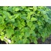 СЕМЕНА МЕЛИССА ЛИМОННАЯ, 0,2 Г /GL SEEDS/ СЕМЕНА МЕЛИССА ЛИМОННАЯ, 0,2 Г /GL SEEDS/