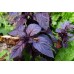 СЕМЕНА БАЗИЛИК "ГВОЗДИЧНЫЙ", 0,5 Г GL SEEDS