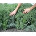 СЕМЕНА УКРОП "АЛЛИГАТОР", 3 Г /GL SEEDS/ СЕМЕНА УКРОП "АЛЛИГАТОР", 3 Г /GL SEEDS/