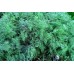 СЕМЕНА УКРОП "АЛЛИГАТОР", 3 Г /GL SEEDS/ СЕМЕНА УКРОП "АЛЛИГАТОР", 3 Г /GL SEEDS/