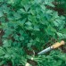 СЕМЕНА ПЕТРУШКИ "ГИГАНТЕЛЛА", 3 Г /GL SEEDS/ СЕМЕНА ПЕТРУШКИ "ГИГАНТЕЛЛА", 3 Г /GL SEEDS/