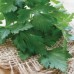 СЕМЕНА ПЕТРУШКИ "ГИГАНТЕЛЛА", 3 Г /GL SEEDS/ СЕМЕНА ПЕТРУШКИ "ГИГАНТЕЛЛА", 3 Г /GL SEEDS/