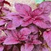 СЕМЕНА БАЗИЛИК "РУБИН КАИРА", 0,5 Г GL SEEDS СЕМЕНА БАЗИЛИК "РУБИН КАИРА", 0,5 Г GL SEEDS