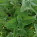 СЕМЕНА КОТОВНИК "КОШАЧЬЯ МЯТА", 0,1 Г /GL SEEDS/ СЕМЕНА КОТОВНИК "КОШАЧЬЯ МЯТА", 0,1 Г /GL SEEDS/